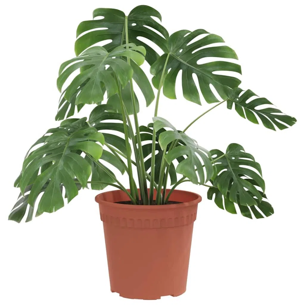 Runder Blumentopf 24 Stück Ziegelrot Ø 17 x 14 cm Kunststoff langlebig leicht für Balkon Garten Terrasse Indoor Outdoor Pflanzenpflege