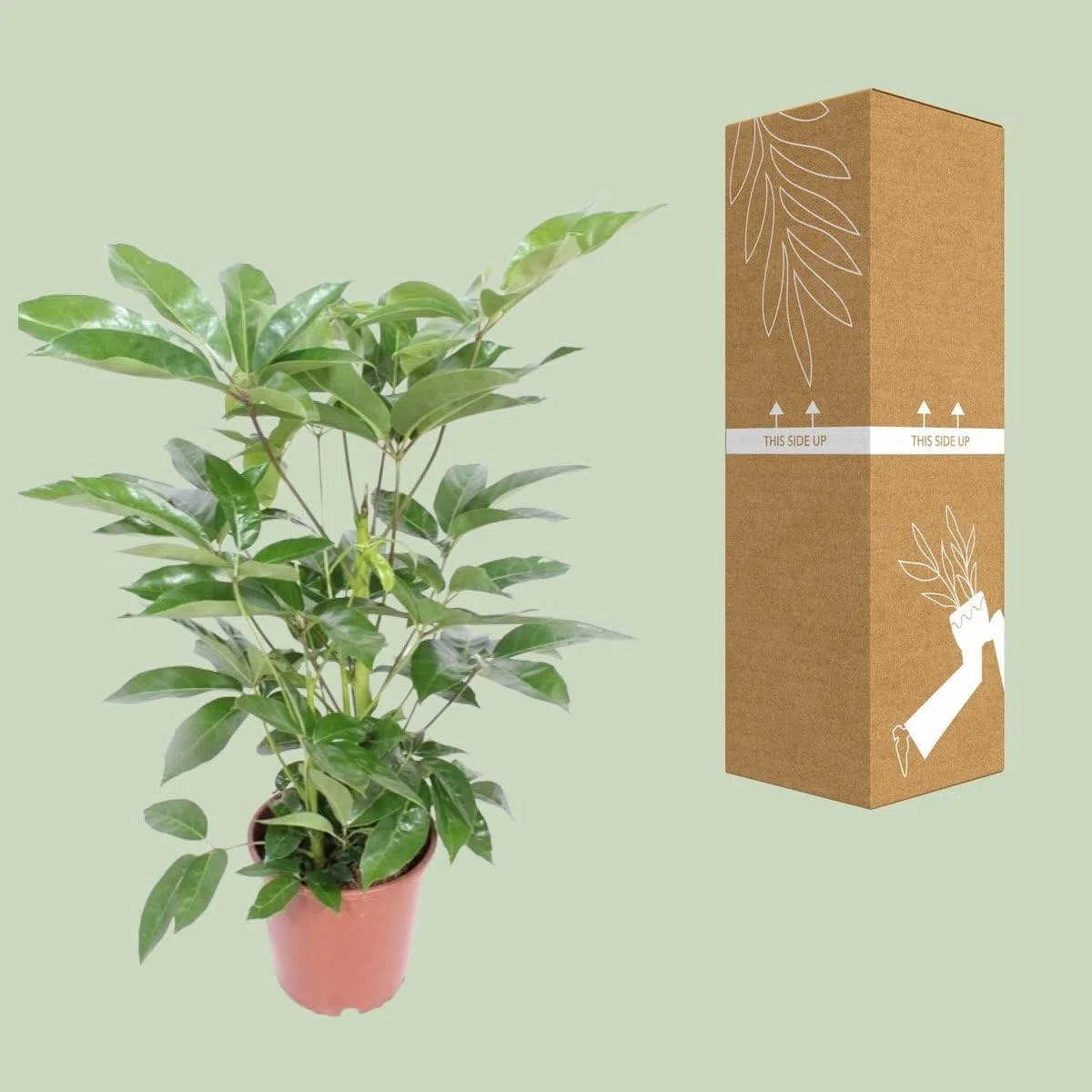Zimmerpflanze Enthält Blattpflanze, Pflegeleicht, Luftreinigend, Schefflera, Parapluplanze, Für Wohnzimmer Büro Balkon, Grün, Ø24cm 100cm