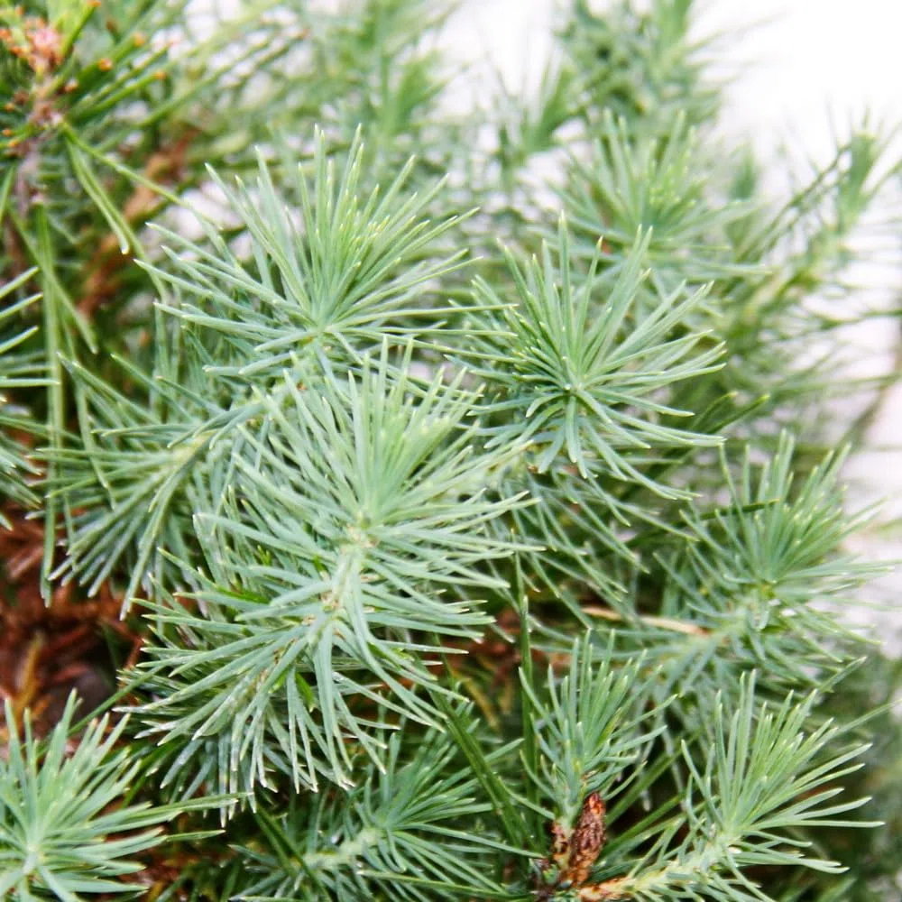 Bonsai - Pinus halepensis - Aleppo-Kiefer - ca. 7-8 Jahre alt - 16cm Schale