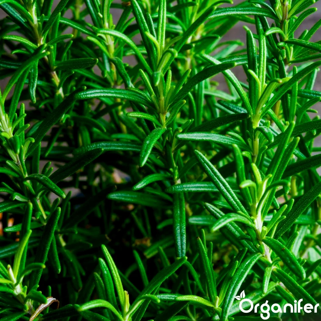 Flüssigdünger Für Rosmarin 3L – Organischer Dünger Für Kräftiges Wachstum Und Aromatische Blätter – Fördert Wurzeln Und Widerstandskraft – Organifer