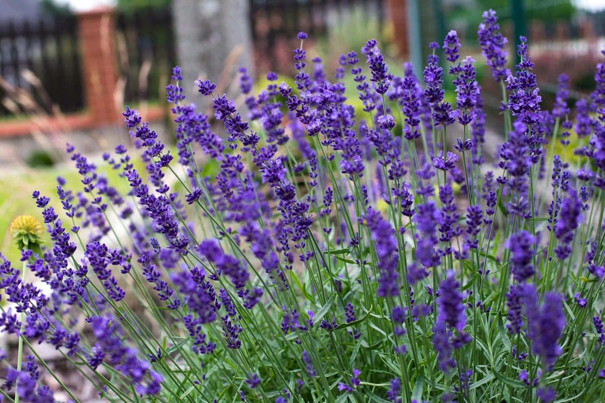 Stauden Gänge 100 x Lavandula angustifolia 'Hidcote Blue' Echter Lavendel | Blaue Staude für Sonne, Blüte Juli bis August, mehrjährig, 9x9 cm Topf