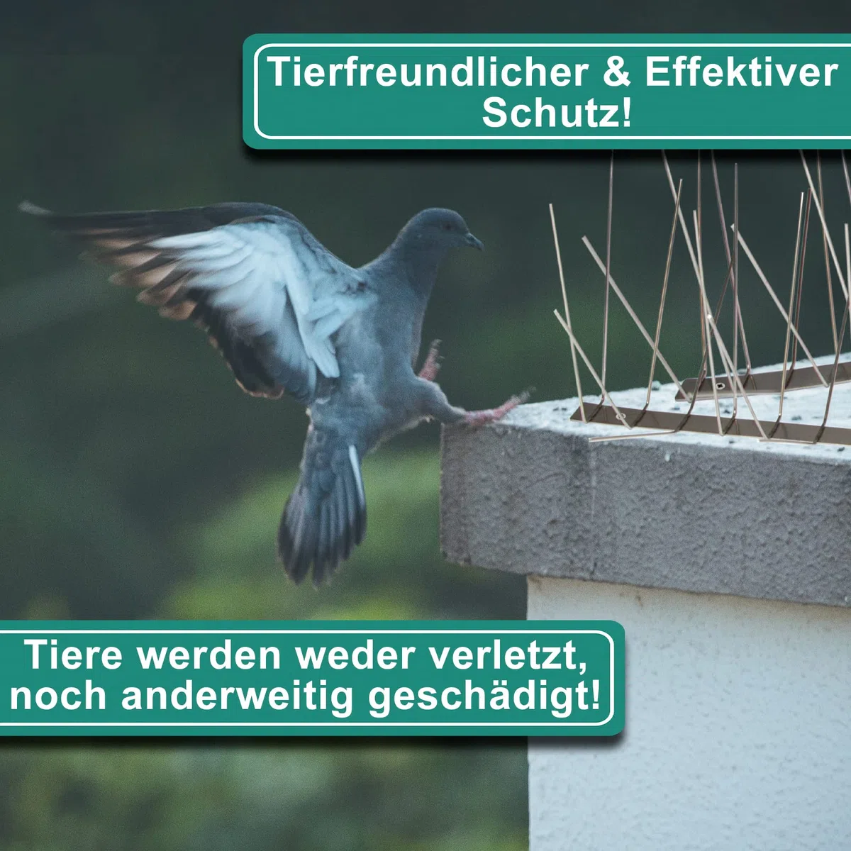 PRIOstahl Taubenabwehr Taubenspikes Vogelabwehr mit Edelstahlgrundplatte 4-reihig 15 Meter (30 x 0,50cm Spikes) Vogelschutz Abwehr für Balkon Dach Fenster UV-Beständig & rostfrei Edelstahl V2A