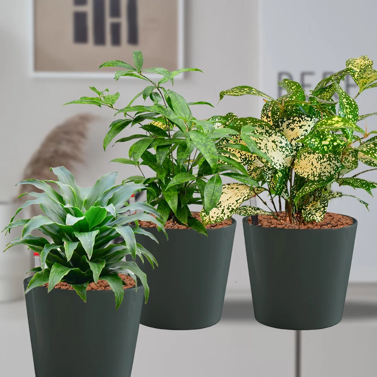Hydrokultur Büropflanzen 3er Set Drachenbaum Mix in Keramiktöpfen Anthrazit - Topf ⌀ 16 cm - Pflanze ca. 30 cm - pflegeleichte Zimmerpflanzen inkl. Blähton, Wasserstandsanzeiger & Dünger