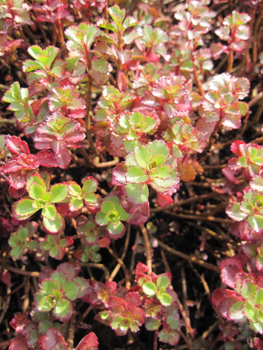 Teppich-Pfeffer Purpurteppich - Fettblatt - Sedum spurium Verpackungseinheit 20