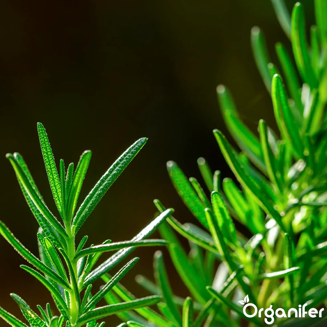 Flüssigdünger Für Rosmarin 3L – Organischer Dünger Für Kräftiges Wachstum Und Aromatische Blätter – Fördert Wurzeln Und Widerstandskraft – Organifer
