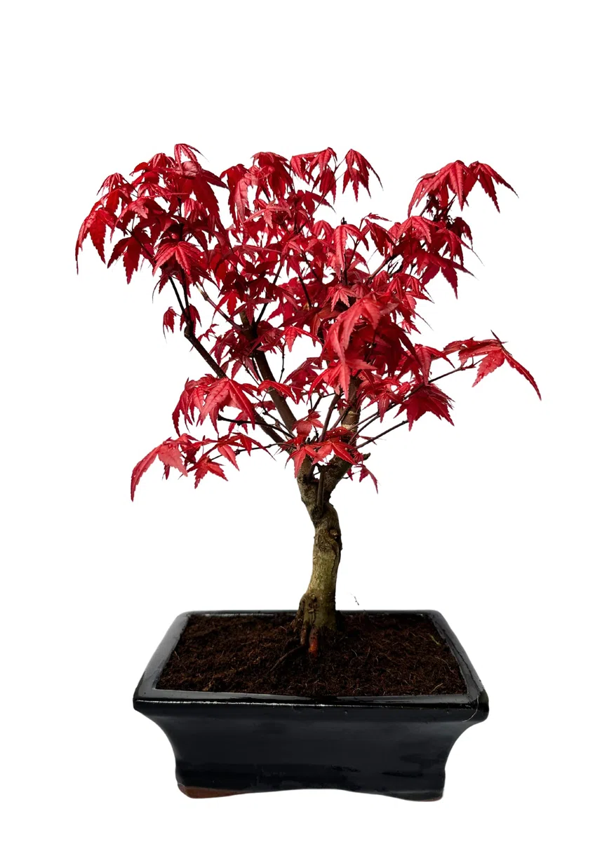 Bonsai DE - Bonsai baum Japanischer Fächerahorn - Acer (Ahorn) Deshojo bonsai bäume/Japanische Ahorne/mit roten Blättern/baum ist 30-45 cm hoch