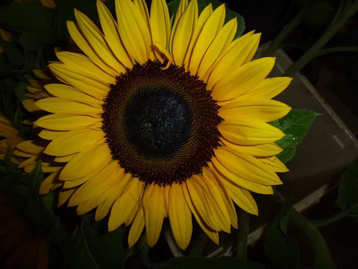 Sonnenblumen Samen Sunrich Orange Schnittsonnenblume 1000 Korn