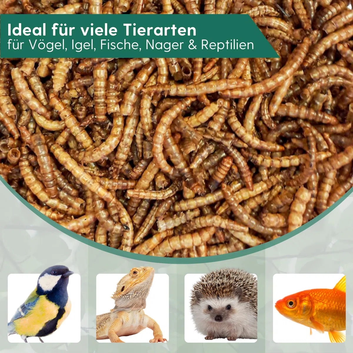 Agrarzone Mehlwürmer getrocknet 10 kg Vogelfutter Vögel Wildvögel | Insekten, Vögel, Fische, Nager, Igel, Reptilien, proteinreich