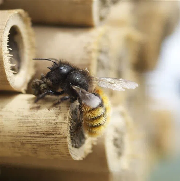 BeeHome dunkel - Wildbienenhotel mit Gutschein für 25 Bienen!