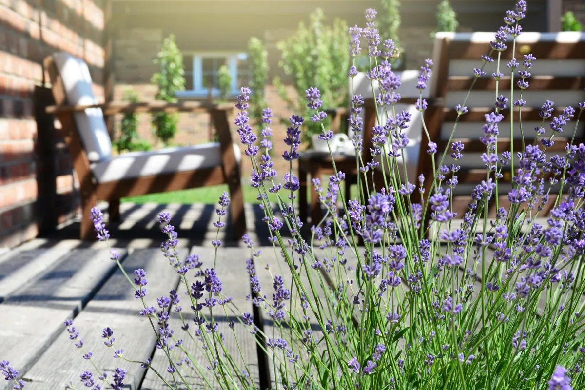 Stauden Gänge 100 x Lavandula angustifolia 'Hidcote Blue' Echter Lavendel | Blaue Staude für Sonne, Blüte Juli bis August, mehrjährig, 9x9 cm Topf