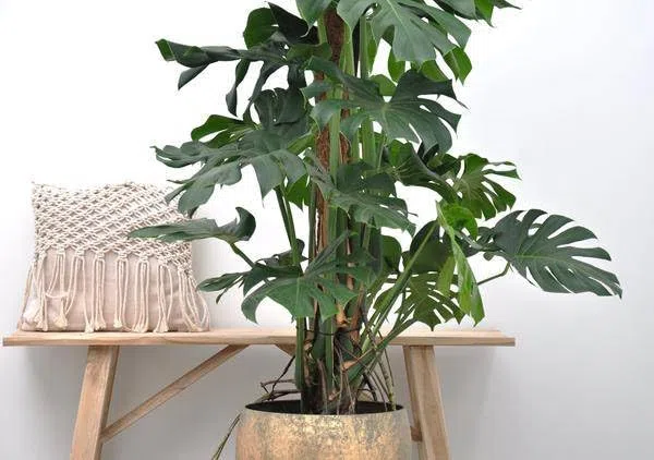 Monstera Deliciosa – Köstliches Fensterblatt – Zimmerpflanze 150cm – Ø27cm – Tropische XXL-Pflanze mit großen grünen Blättern – Dekorative Kübelpflanze für Wohnzimmer & Büro