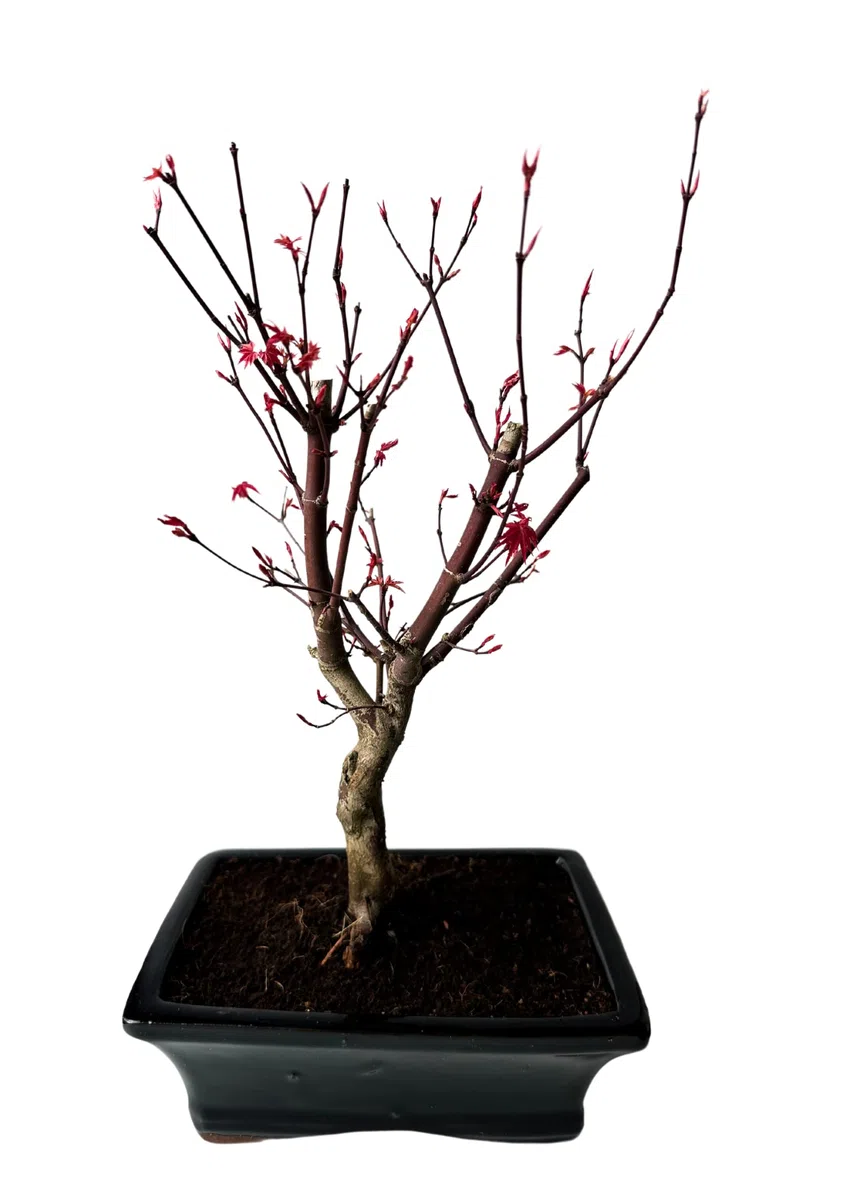 Bonsai DE - Bonsai baum Japanischer Fächerahorn - Acer (Ahorn) Deshojo bonsai bäume/Japanische Ahorne/mit roten Blättern/baum ist 30-45 cm hoch