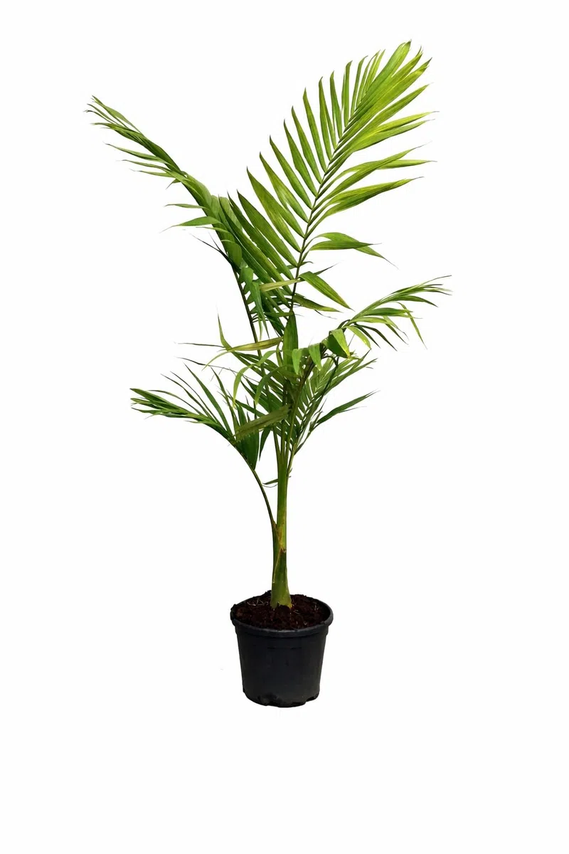 Alexandrapalme 160–200 cm – Archontophoenix alexandrae – Feuerpalme – Grünpflanze – Indoor & Wintergarten – Elegante Zimmerpalme mit 40–50 cm Stamm – Exotische Dekopflanze
