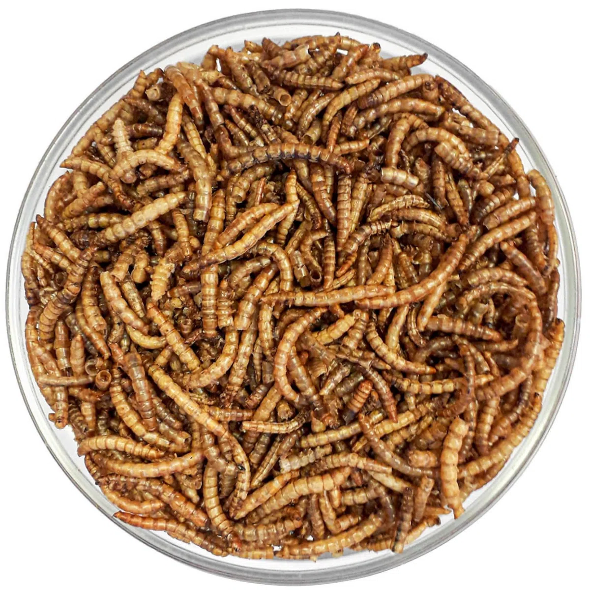Agrarzone Mehlwürmer getrocknet 10 kg Vogelfutter Vögel Wildvögel | Insekten, Vögel, Fische, Nager, Igel, Reptilien, proteinreich