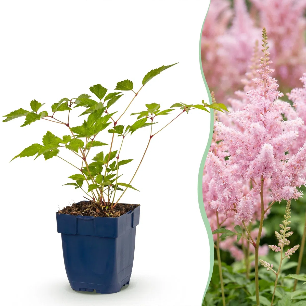 Green boutiQ - Stauden - Astilbe (J) Europa - Prachtspiere - Schatten - Rosa - 24 Pflanzen - Topf 11cm - Höhe 15-25cm