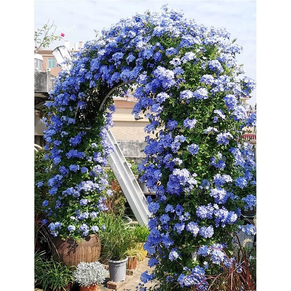Rosenbogen Garten Metall 220/230cm mit Sockel Outdoor Hochzeit Dekor Weiß Metall Laube für Jubiläum Brautdusche Gartenparty 350 * 220 cm Größe