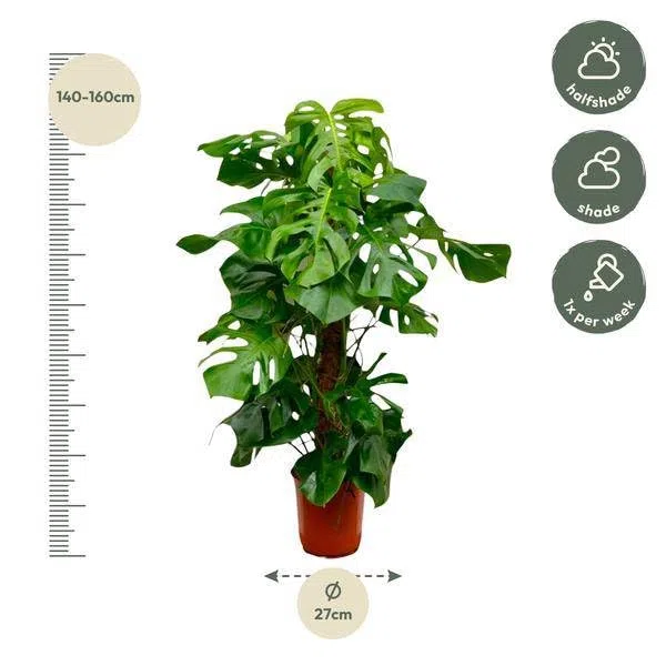 Monstera Deliciosa – Köstliches Fensterblatt – Zimmerpflanze 150cm – Ø27cm – Tropische XXL-Pflanze mit großen grünen Blättern – Dekorative Kübelpflanze für Wohnzimmer & Büro