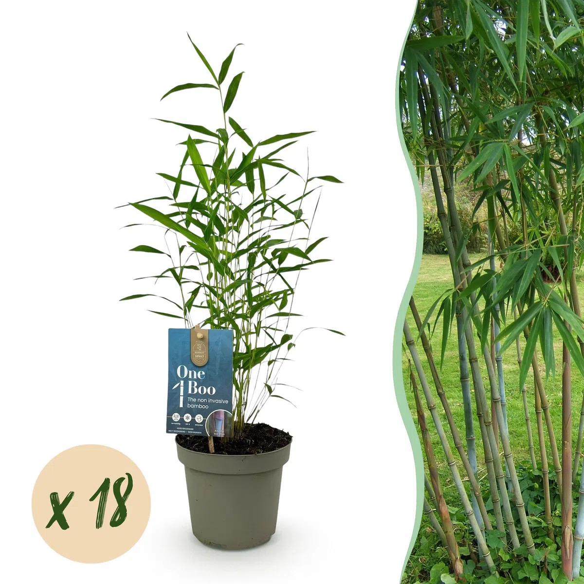 Green boutiQ - Bambus - Fargesia Blue Dragon - Immergrün - Wächst Nicht Unkontrolliert - Grün - 18 Pflanzen - Topf 14cm - Höhe 35cm