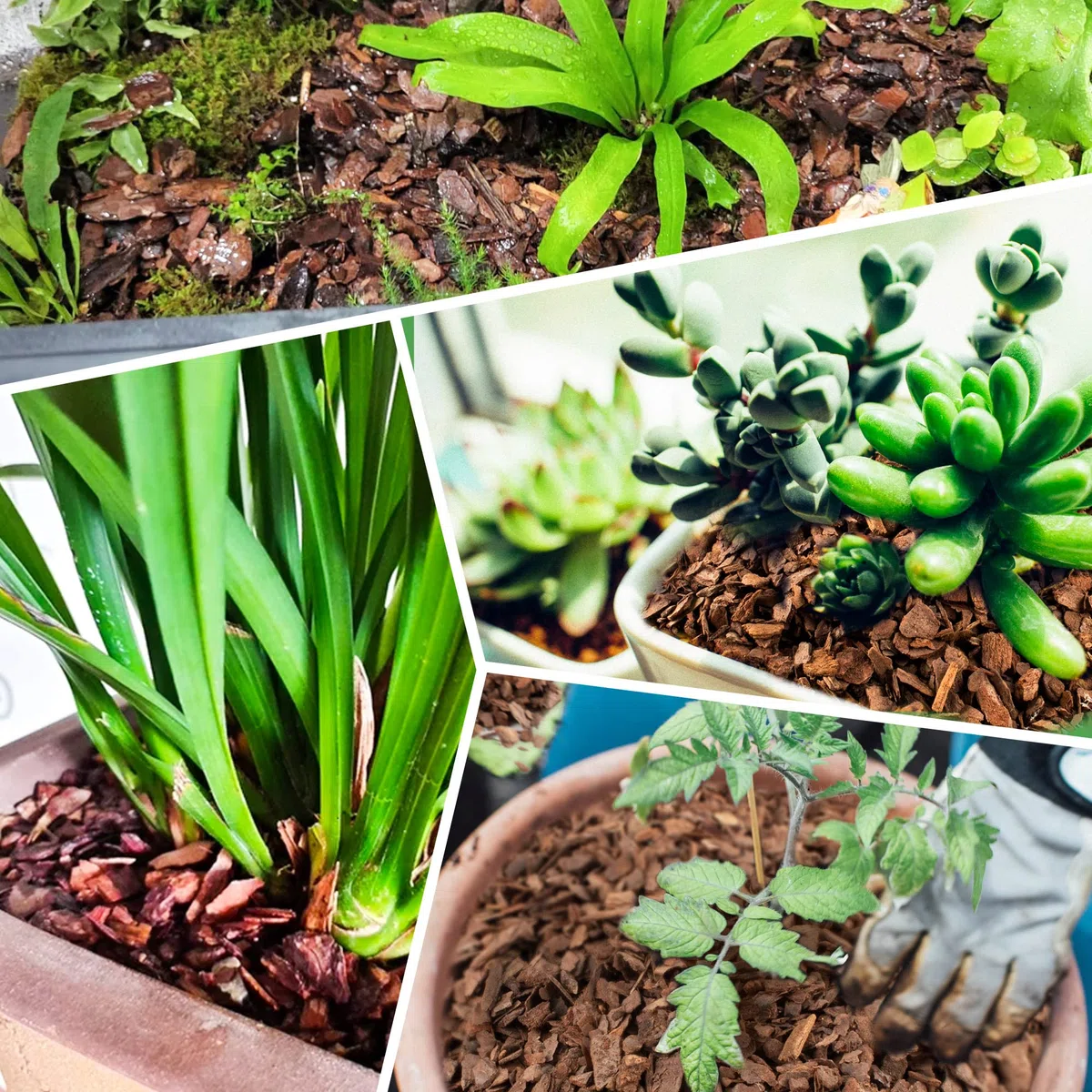 18qt Bio-Orchideen-Blumenerde Rinde für Topfpflanzen, Mulch, Wurzelentwicklung von Orchideenpflanzen und Gartenerde Ergänzungsmischung