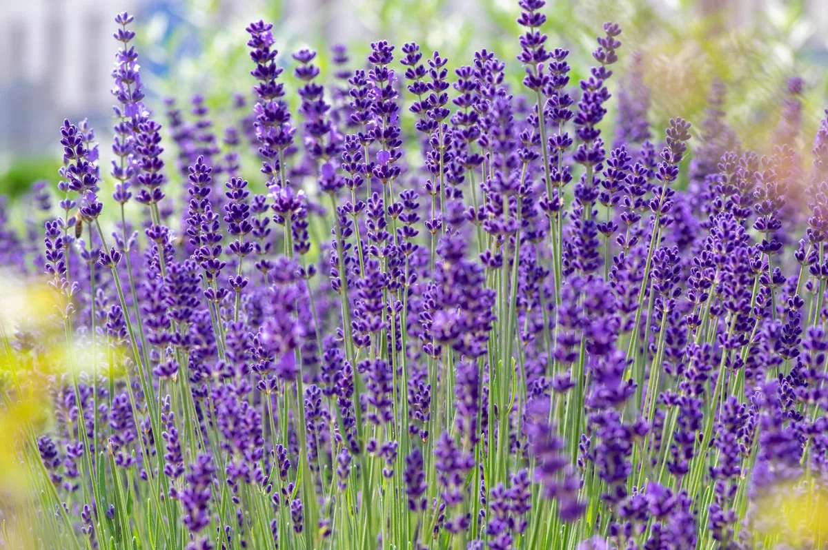 Stauden Gänge 100 x Lavandula angustifolia 'Hidcote Blue' Echter Lavendel | Blaue Staude für Sonne, Blüte Juli bis August, mehrjährig, 9x9 cm Topf