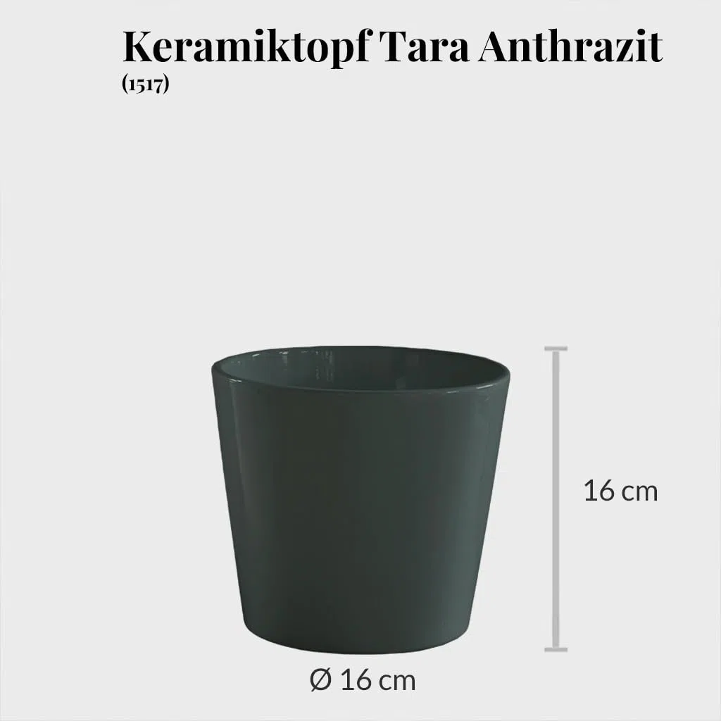 Hydrokultur Büropflanzen 3er Set Drachenbaum Mix in Keramiktöpfen Anthrazit - Topf ⌀ 16 cm - Pflanze ca. 30 cm - pflegeleichte Zimmerpflanzen inkl. Blähton, Wasserstandsanzeiger & Dünger