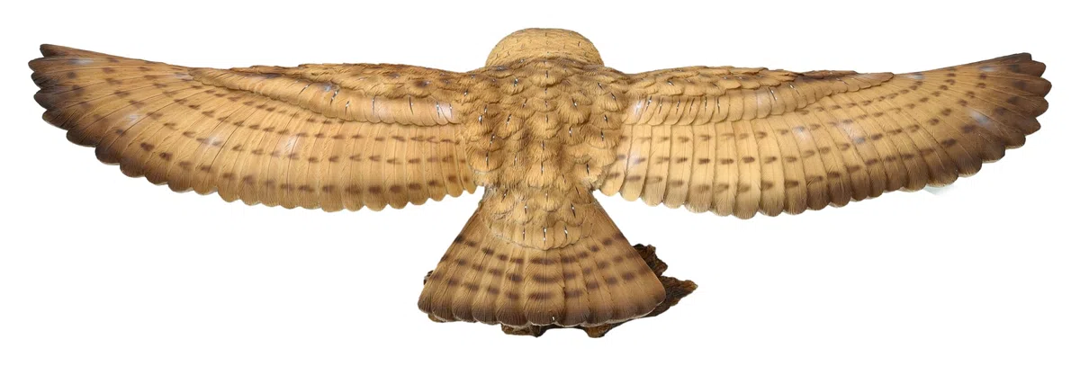 Figuren Shop GmbH Fliegende Schleiereule XXL - Lebensechte Gartenfigur von HotAnt, Handbemalt, 79 cm Breit