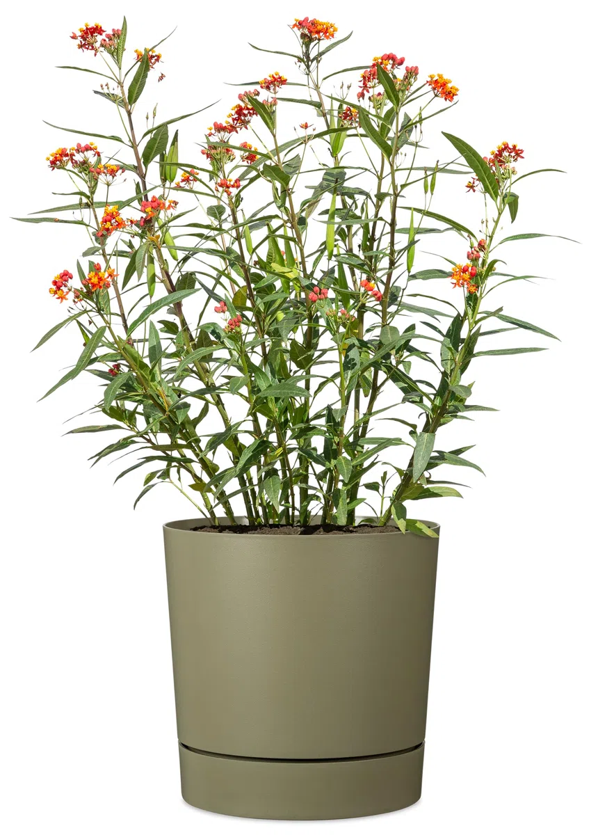 Scheurich Plano+ Pflanzgefäß aus Kunststoff, Grün, Ø 46,72 cm, H 46,4 cm