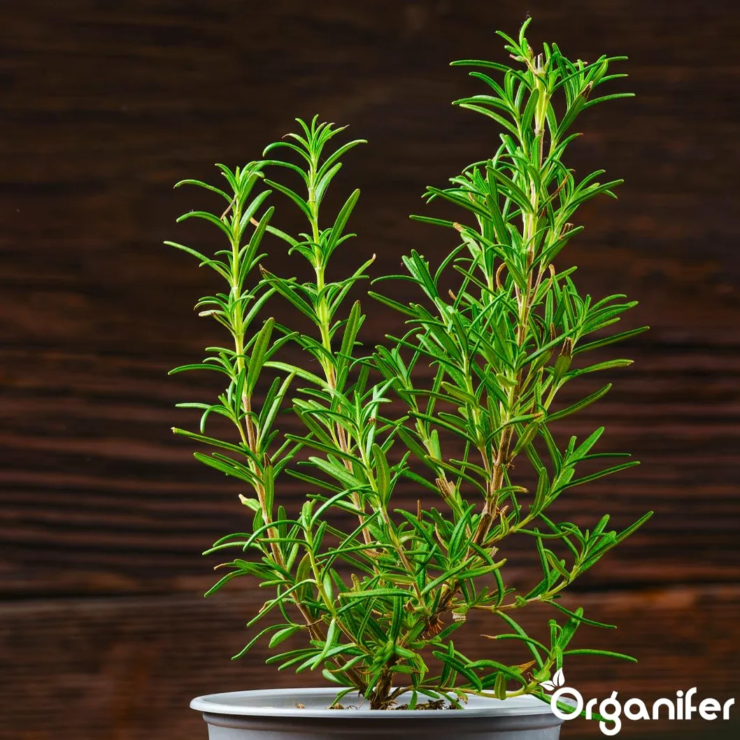 Flüssigdünger Für Rosmarin 3L – Organischer Dünger Für Kräftiges Wachstum Und Aromatische Blätter – Fördert Wurzeln Und Widerstandskraft – Organifer