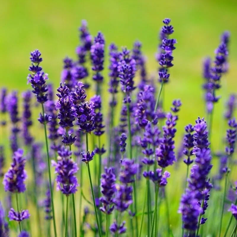 25 x Lavendel Essence Purple – Lavandula angustifolia 'Essence Purple' – Winterharte Duftpflanze im 1L Topf (10-20 cm Höhe) – Mehrjährig & Bienenfreundlich
