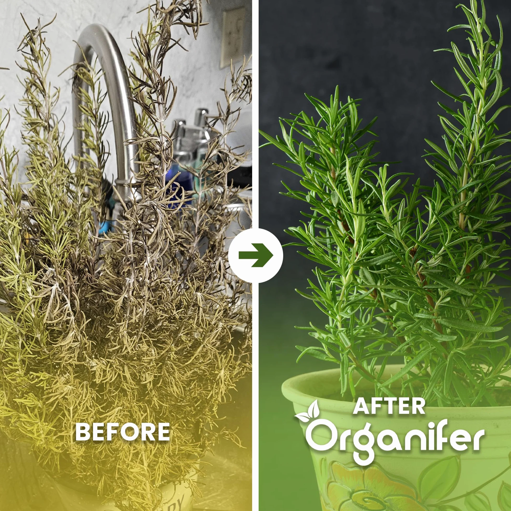 Flüssigdünger Für Rosmarin 3L – Organischer Dünger Für Kräftiges Wachstum Und Aromatische Blätter – Fördert Wurzeln Und Widerstandskraft – Organifer
