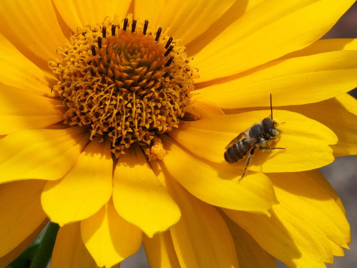 Mittelgroßes Insektenhotel Honigwabe MKW aus Holz mit Recycling-Motiv - Insektenhaus aus massivem Laub- und Nadelholz - Wetterfest - für Wildbienen & Marienkäfer - Schutz für viele nützliche Insekten