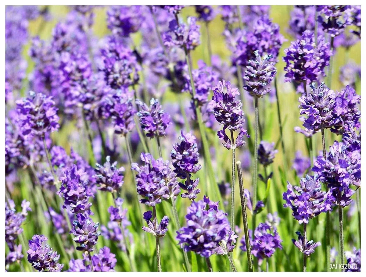 Stauden Gänge 100 x Lavandula angustifolia 'Hidcote Blue' Echter Lavendel | Blaue Staude für Sonne, Blüte Juli bis August, mehrjährig, 9x9 cm Topf
