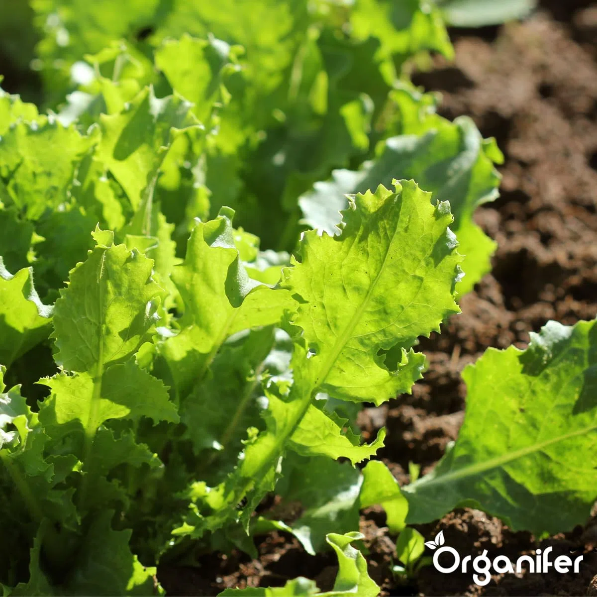 Gemüsesamen-Paket | Gemüsegartensamen - Gemüsesamen - Tomatensamen - Gurkensamen - Paprikasamen - Erdbeersamen - Paprikasamen - Organifer