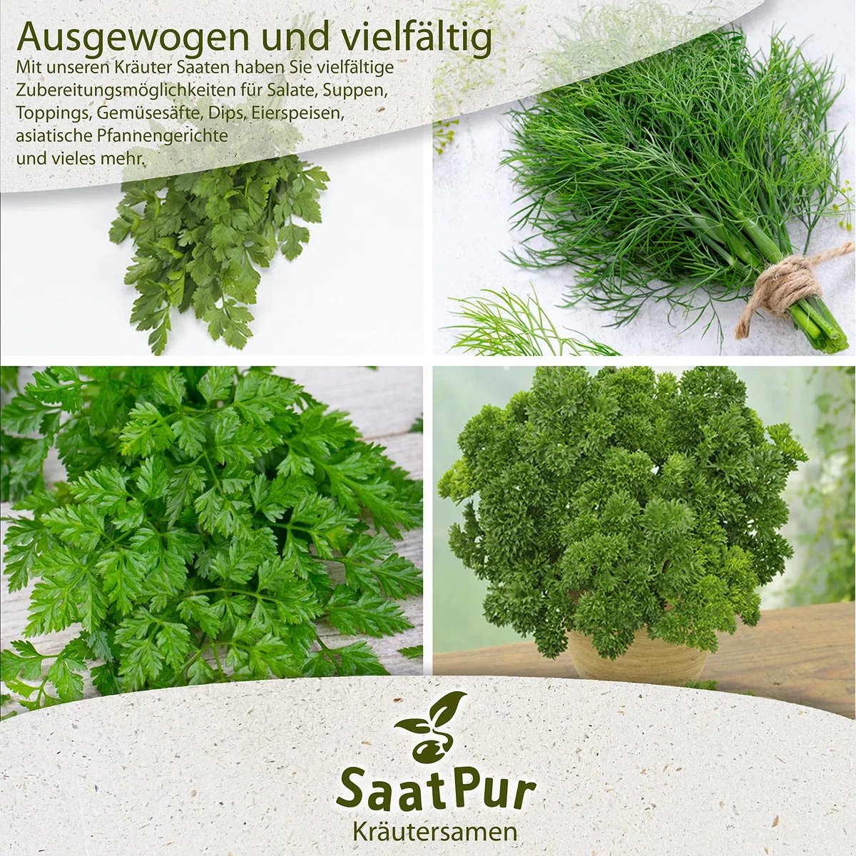 SaatPur Winterportulak Samen, Saatgut - Kleines Tray mit 25 Portionstüten für je ca. 1500 Pflanzen
