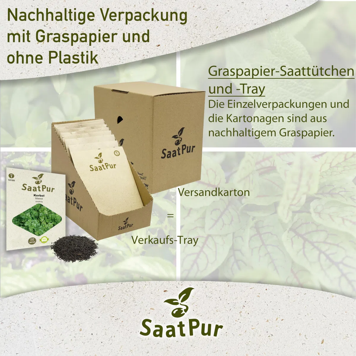SaatPur Kerbel Samen, Saatgut - Kleines Tray mit 25 Portionstüten für je ca. 200 Pflanzen