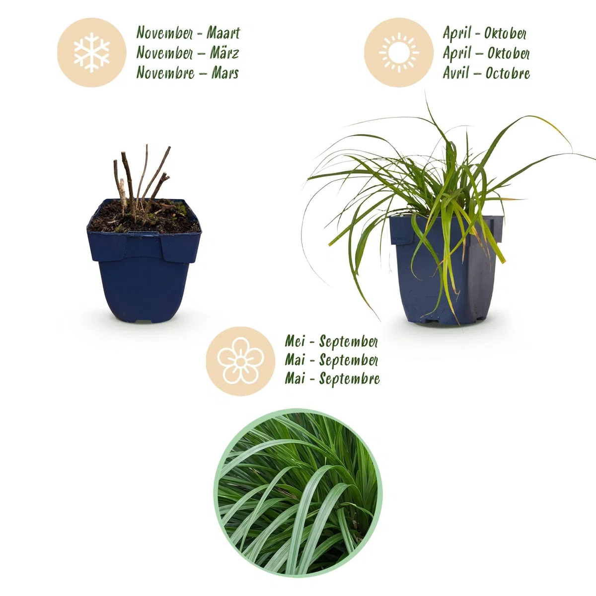 Green boutiQ - Gräser - Carex oshimensis Evergreen - Japanisches Sauergras - Immergrün - Grün - 24 Pflanzen - Topf 11cm - Höhe 15-25cm