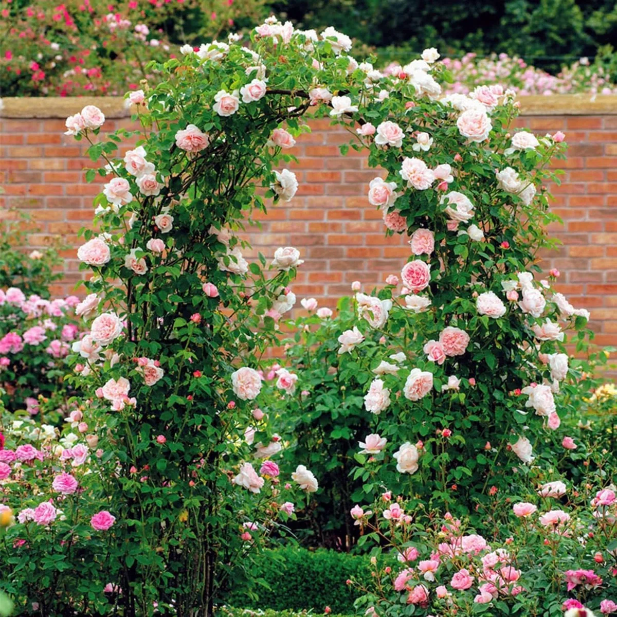 Schwarzer Gartenbogen – Hochzeitsrosenbogen für Kletterpflanzen und Blumen, Outdoor-Spalier und Laubenstütze (B 350 x H 220 cm) – perfekt für Gärten und Veranstaltungen