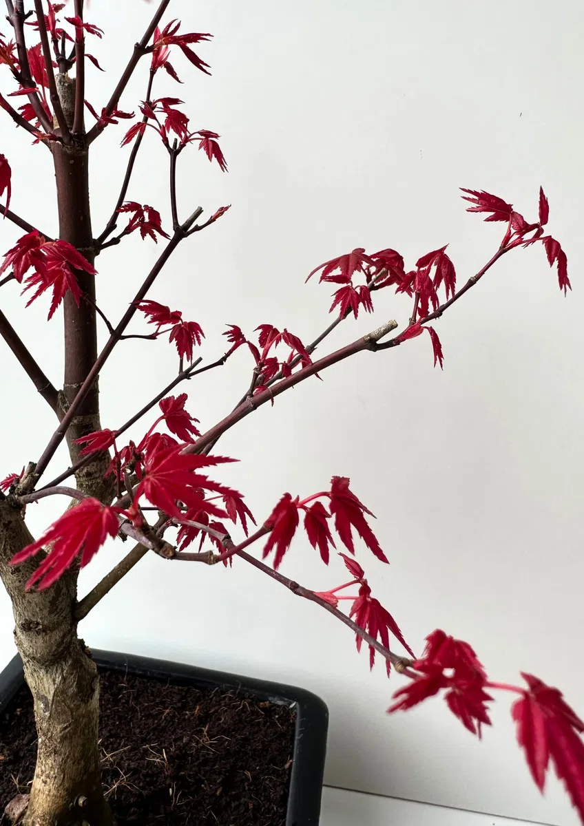 Bonsai DE - Bonsai baum Japanischer Fächerahorn - Acer (Ahorn) Deshojo bonsai bäume/Japanische Ahorne/mit roten Blättern/baum ist 30-45 cm hoch