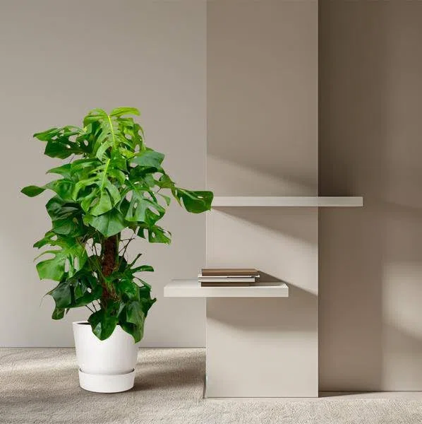 Monstera Deliciosa – Köstliches Fensterblatt – Zimmerpflanze 150cm – Ø27cm – Tropische XXL-Pflanze mit großen grünen Blättern – Dekorative Kübelpflanze für Wohnzimmer & Büro