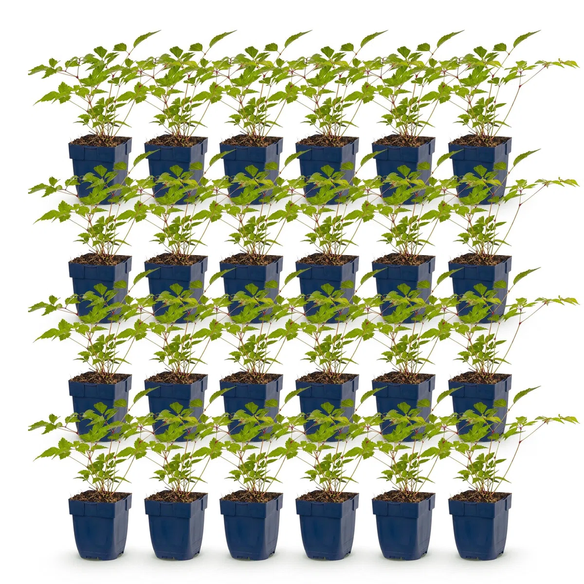 Green boutiQ - Stauden - Astilbe (J) Europa - Prachtspiere - Schatten - Rosa - 24 Pflanzen - Topf 11cm - Höhe 15-25cm
