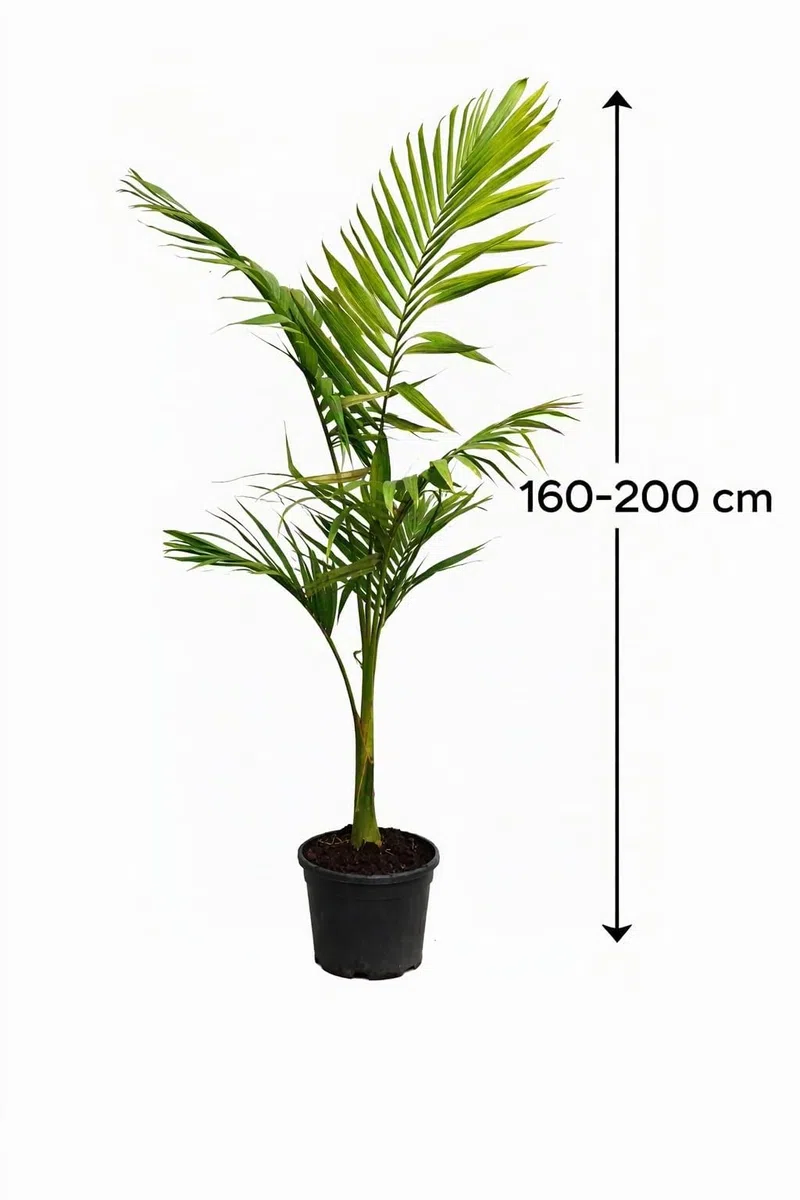 Alexandrapalme 160–200 cm – Archontophoenix alexandrae – Feuerpalme – Grünpflanze – Indoor & Wintergarten – Elegante Zimmerpalme mit 40–50 cm Stamm – Exotische Dekopflanze