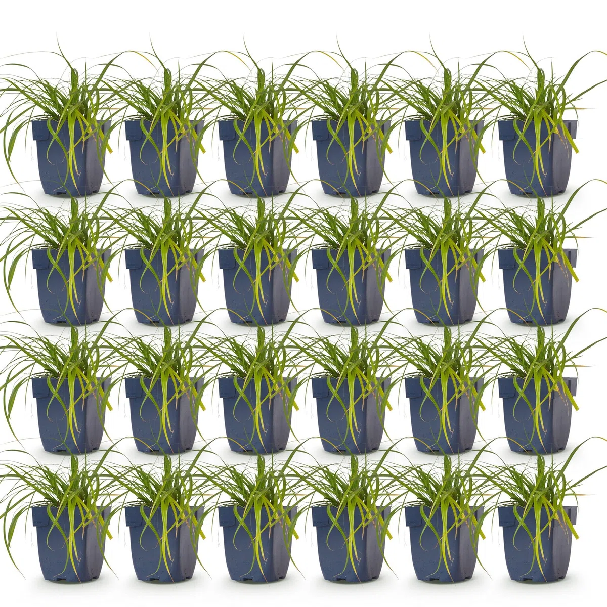 Green boutiQ - Gräser - Carex oshimensis Evergreen - Japanisches Sauergras - Immergrün - Grün - 24 Pflanzen - Topf 11cm - Höhe 15-25cm