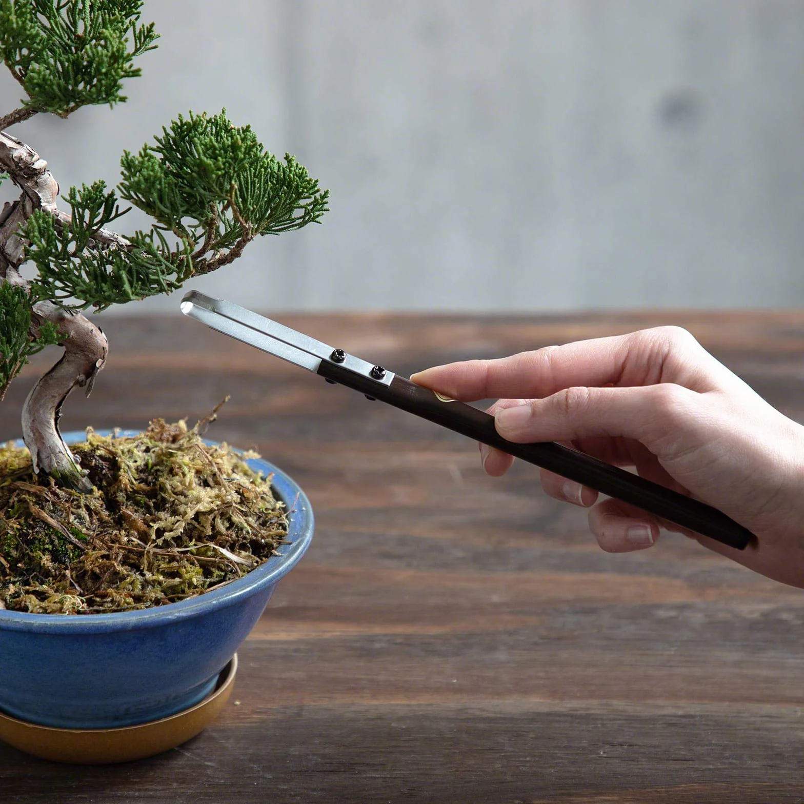 Wazakura Bonsai Rundes Doppelschneidiges Jin-Messer, 210 mm, kreisförmiges Totholz Schnitzwerkzeug, Rindenschaber und Bonsai-Meißel, hergestellt in Japan