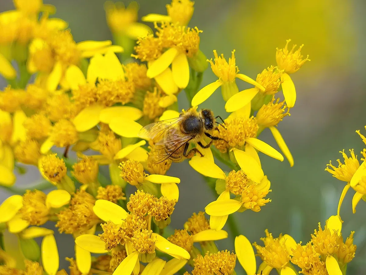 Mittelgroßes Insektenhotel Honigwabe MKW aus Holz mit Recycling-Motiv - Insektenhaus aus massivem Laub- und Nadelholz - Wetterfest - für Wildbienen & Marienkäfer - Schutz für viele nützliche Insekten