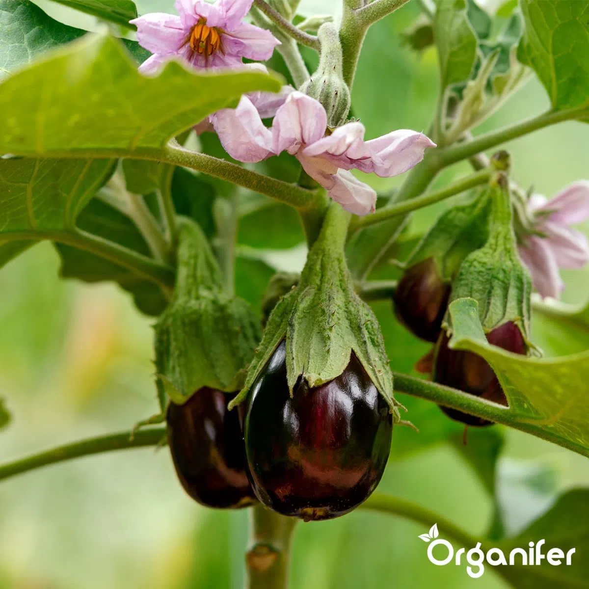 Gemüsesamen-Paket | Gemüsegartensamen - Gemüsesamen - Tomatensamen - Gurkensamen - Paprikasamen - Erdbeersamen - Paprikasamen - Organifer