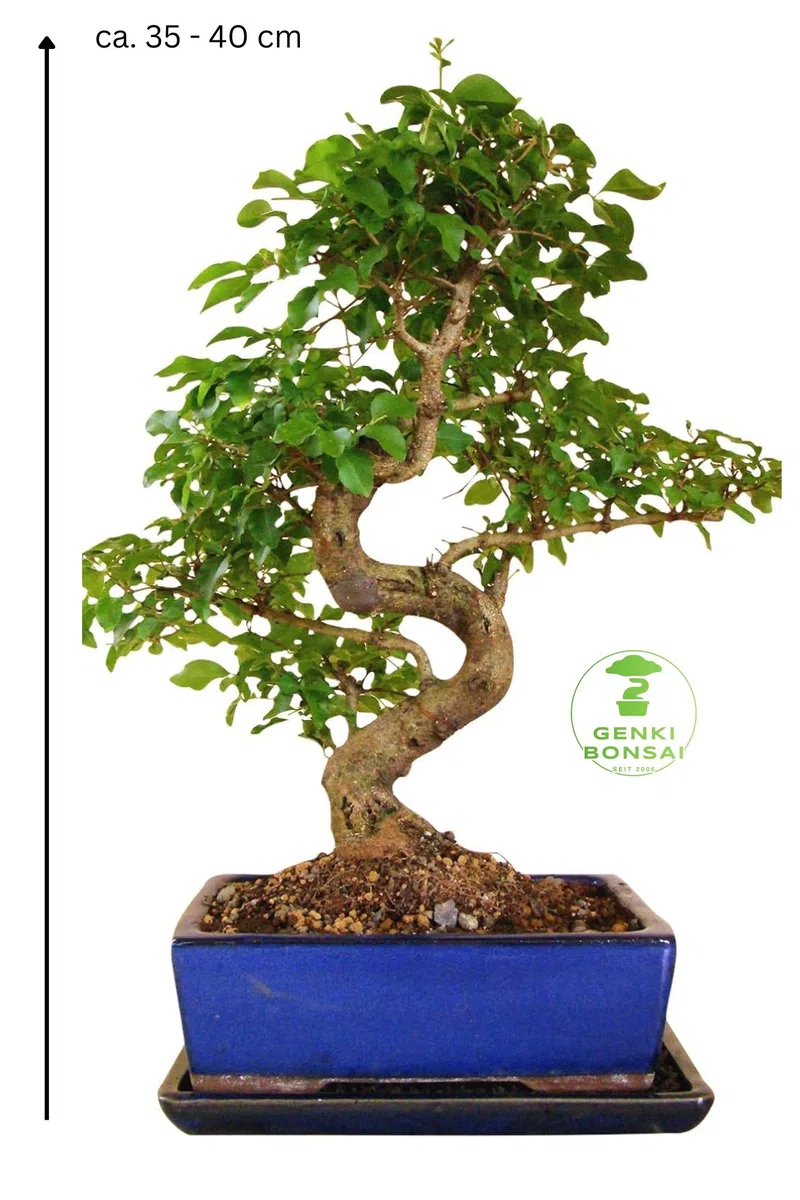 chinesischer Liguster ca. 10-12 Jahre 35–40 cm hoch in Keramikschale mit Untersetzer inkl. Pflegehinweisen & Bonsaipass vom Bonsai Fachgeschäft
